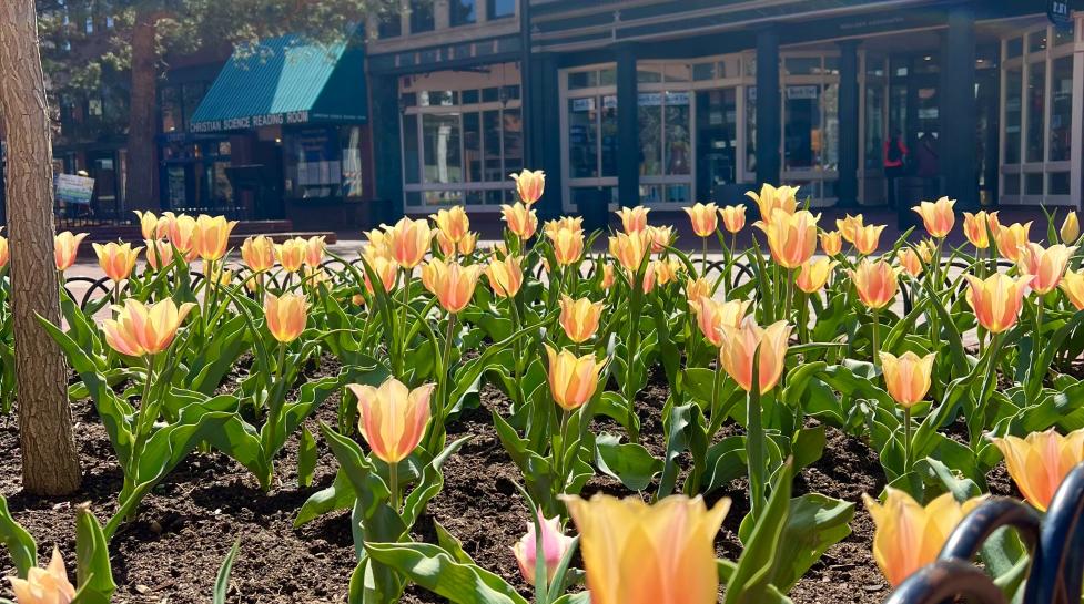 Free Tulip Bulb Giveaway in Downtown Boulder | August 20 Event