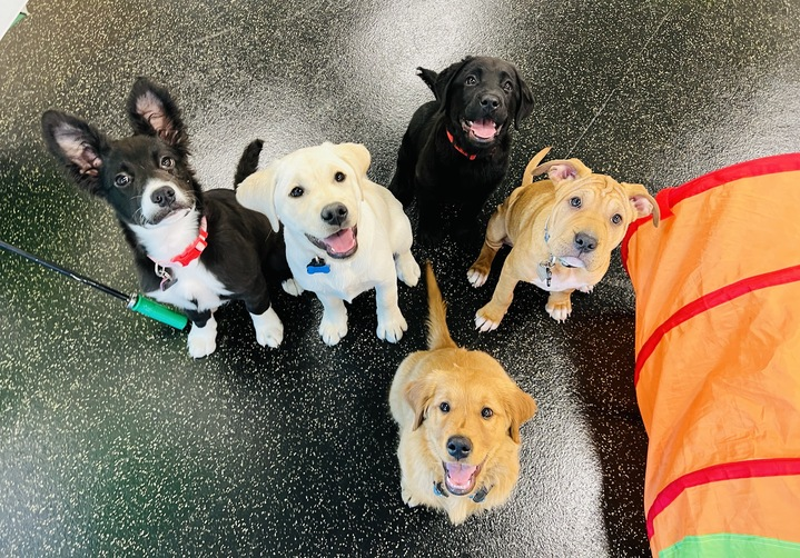 All for Animals: Humane Society of Boulder Valley Paw-ty 2025